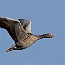 thumbs/IMG_2963.jpg